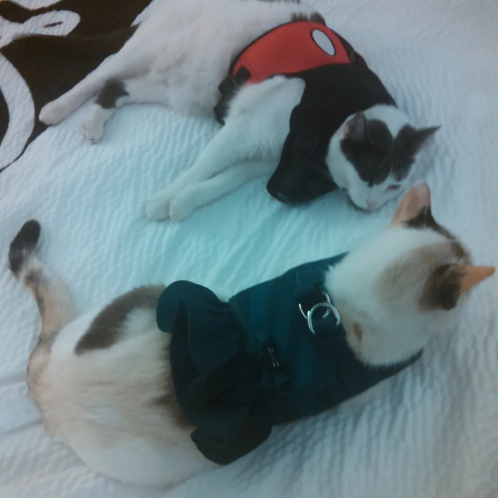 Mickey mouse cat harness